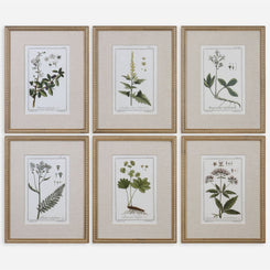 Green Floral Botanical Study Framed Prints, S6